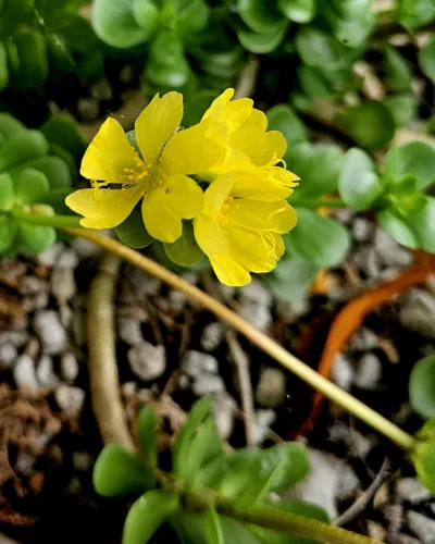 Photo of the Day: Pua ‘Ihi
